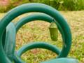 Monarch butterfly chrysalis
hose landscape